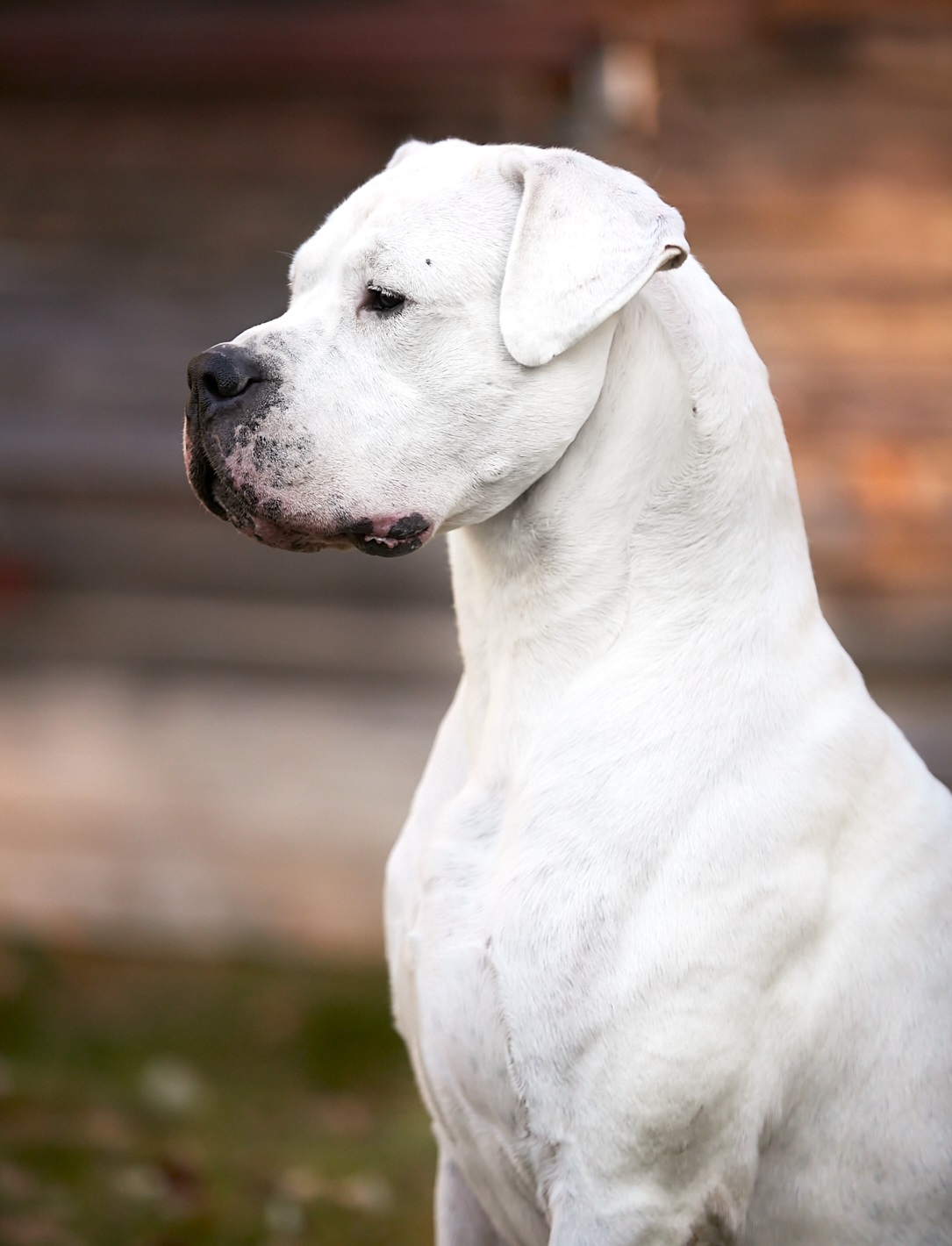 argentinedog